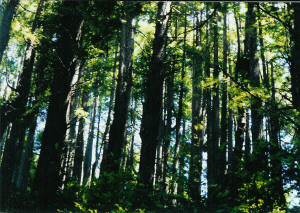 Redwoodforest